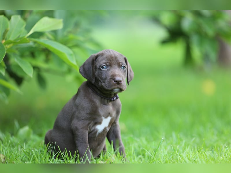 Vielseitige, wunderschöne (Deutsch Kurzhaar/ Weimaraner Welpe Hybrid)