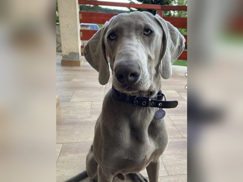 Füge – sensibler Weimaraner mit Bindungswunsch sucht sein Zuhause