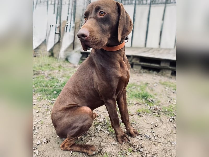 Rocky2 - Liebevolles Kraftpaket auf der Suche nach Führung