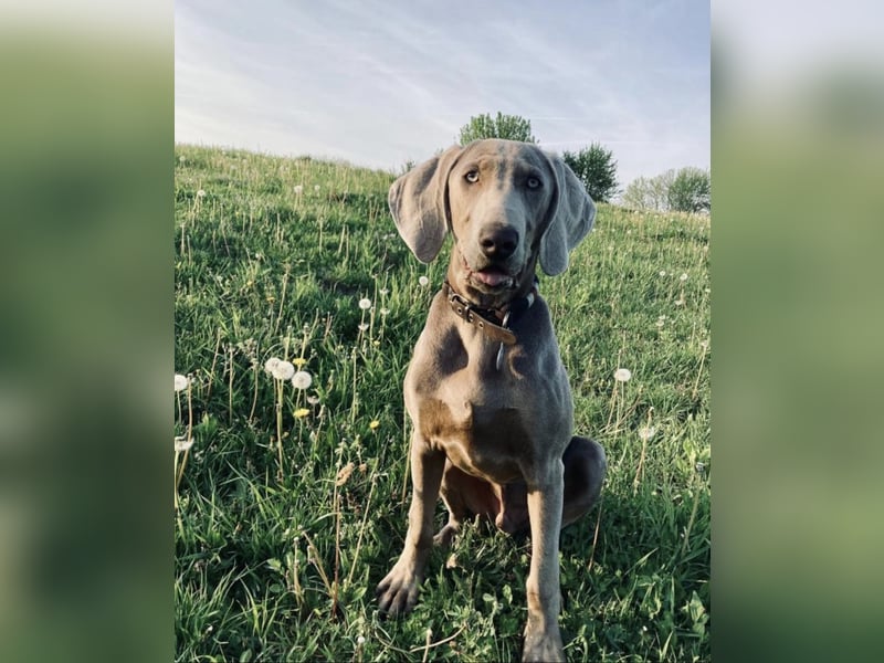 Füge – sensibler Weimaraner mit Bindungswunsch sucht sein Zuhause
