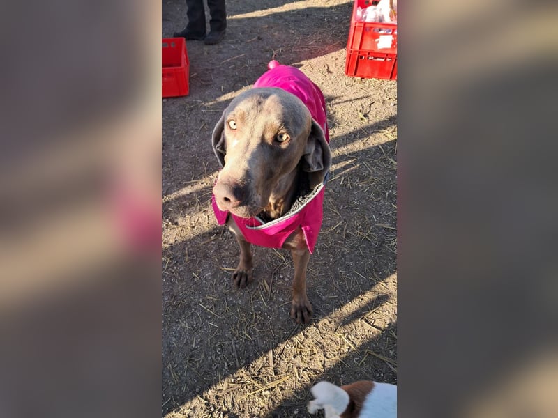 Füge – sensibler Weimaraner mit Bindungswunsch sucht sein Zuhause