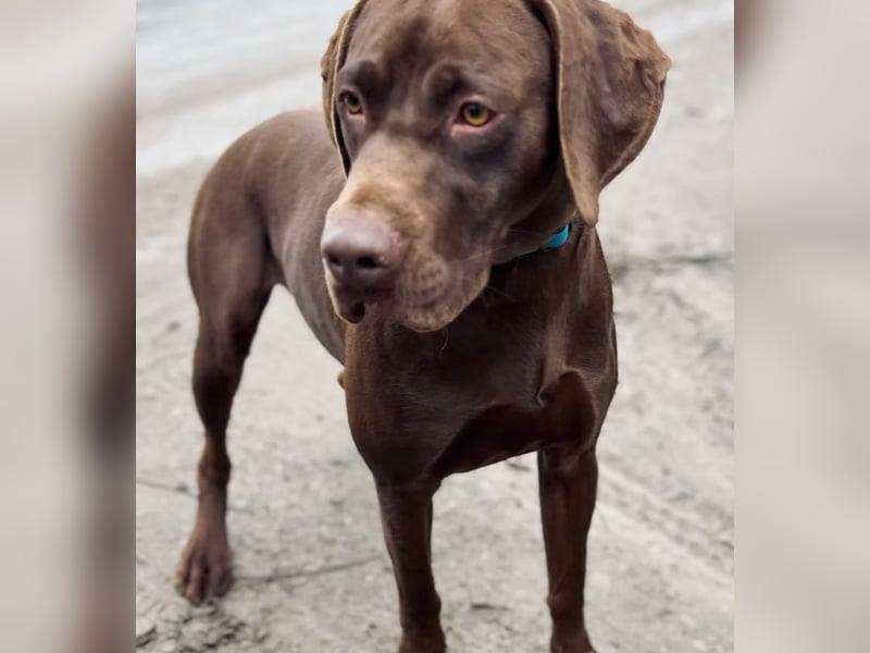 Rocky2 - Liebevolles Kraftpaket auf der Suche nach Führung