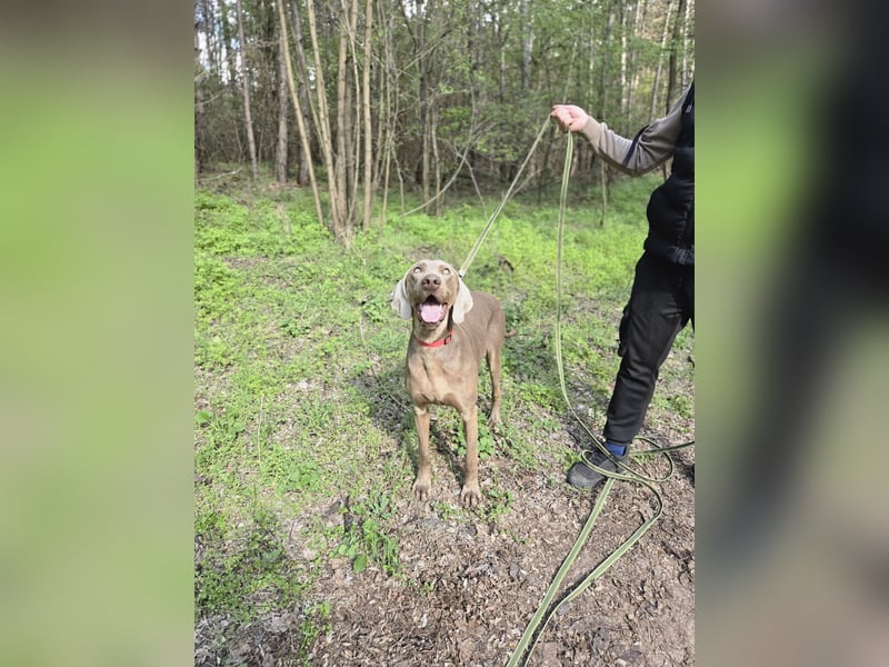 Füge – sensibler Weimaraner mit Bindungswunsch sucht sein Zuhause