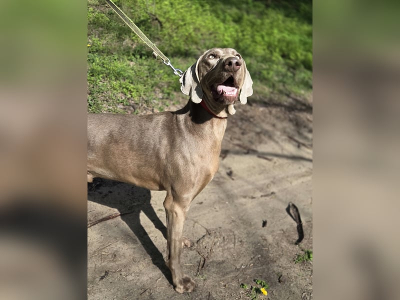 Füge – sensibler Weimaraner mit Bindungswunsch sucht sein Zuhause
