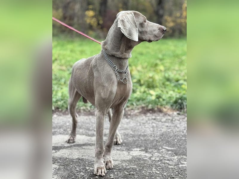 FELIX - der hübsche, zugewandte junge Mann hat im Tierheim großen Stress...