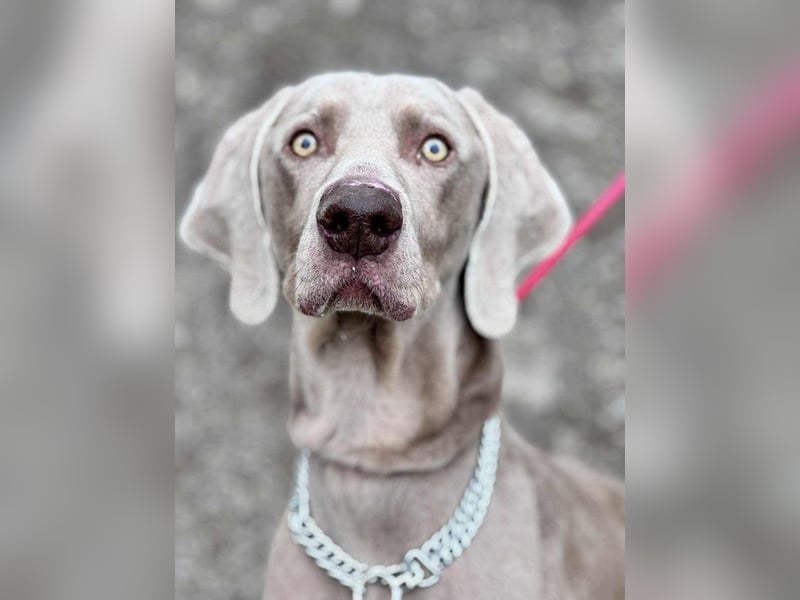 FELIX - der hübsche, zugewandte junge Mann hat im Tierheim großen Stress...