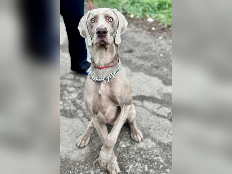 FELIX - der hübsche, zugewandte junge Mann hat im Tierheim großen Stress...