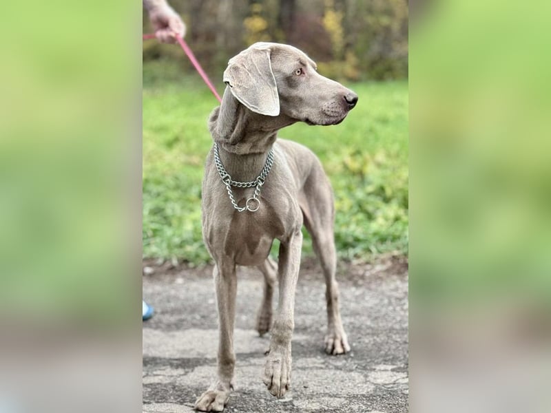 FELIX - der hübsche, zugewandte junge Mann hat im Tierheim großen Stress...