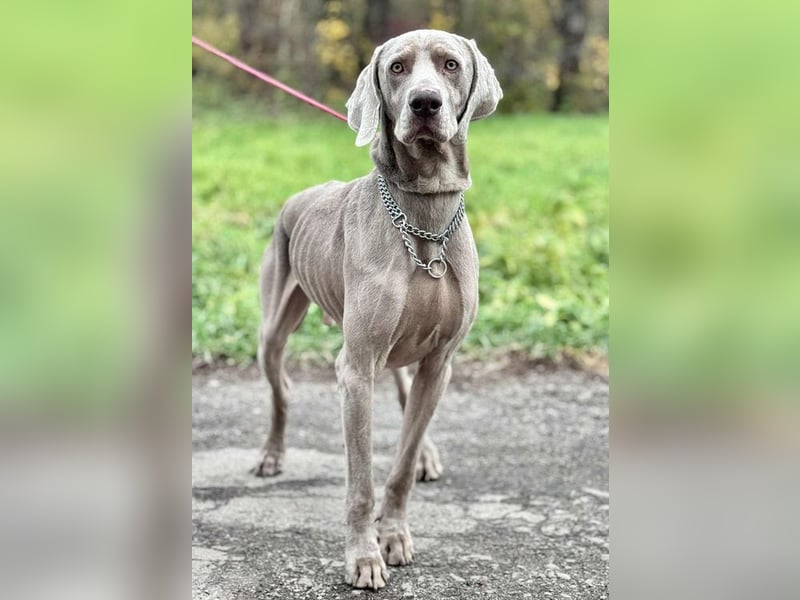 FELIX - der hübsche, zugewandte junge Mann hat im Tierheim großen Stress...