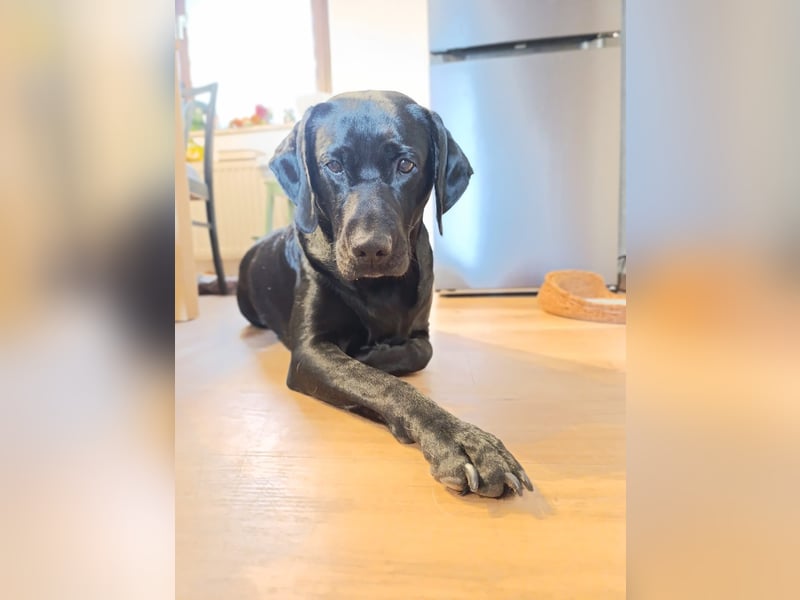 Labrador-Weimaraner Mix Hündin sucht neues zu Hause