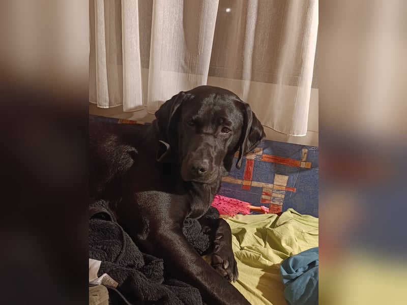 Labrador-Weimaraner Mix Hündin sucht neues zu Hause