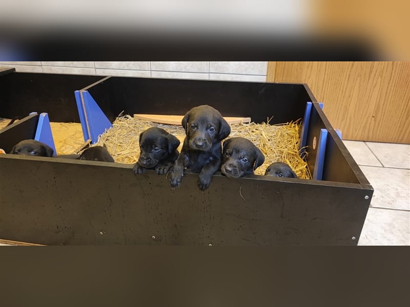 Welpen Mix Weimaraner-Labrador