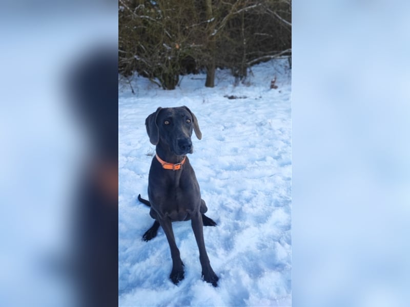 Welpen Mix Weimaraner-Labrador