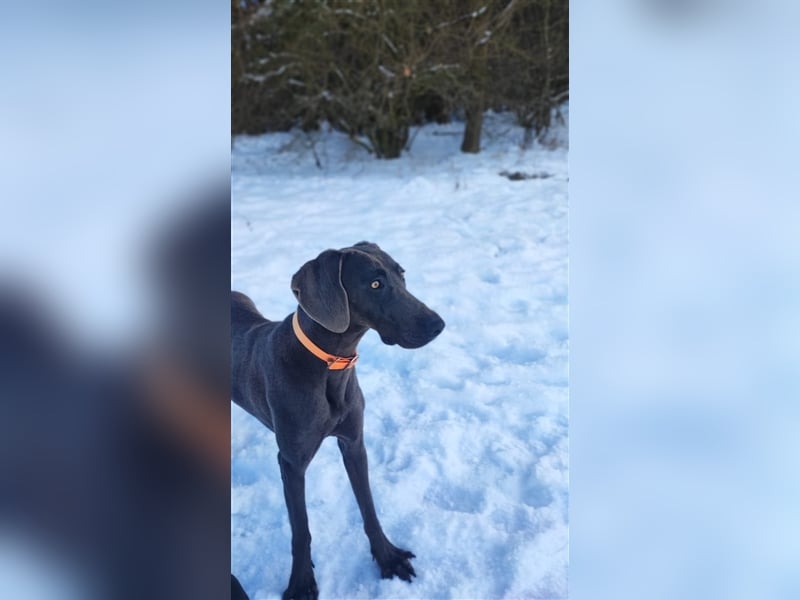 Welpen Mix Weimaraner-Labrador