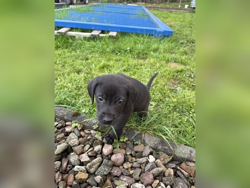 Welpen Mix Weimaraner-Labrador