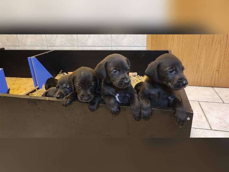 Welpen Mix Weimaraner-Labrador