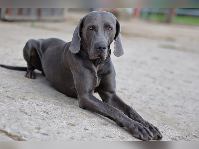 Weimaraner x Weimaraner, Schäferhund