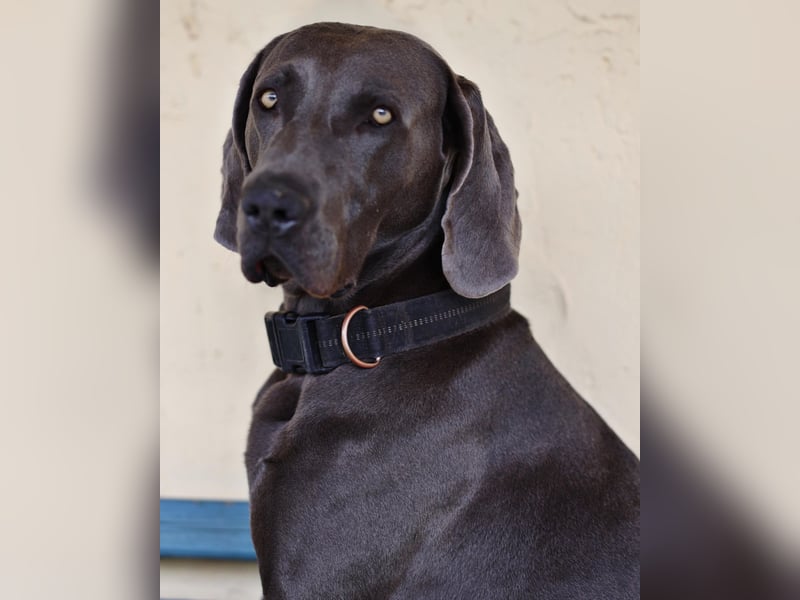 Weimaraner x Weimaraner, Schäferhund