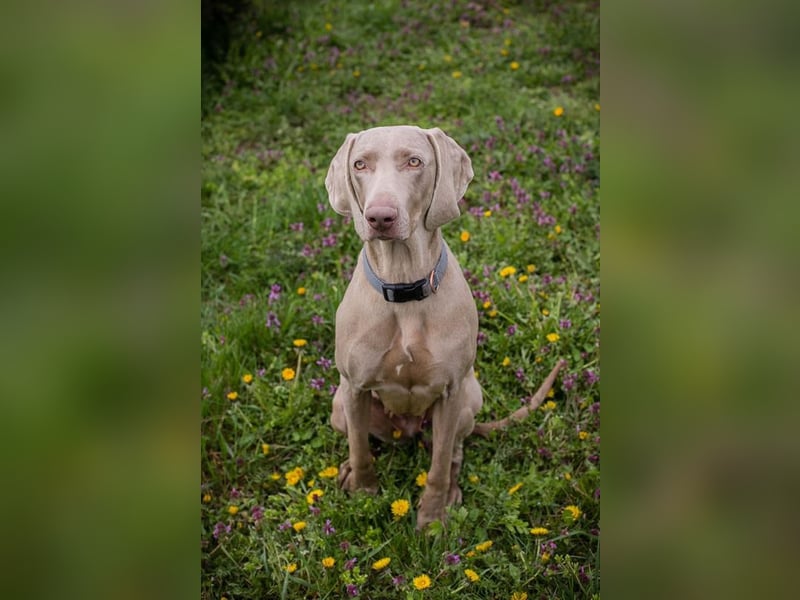 Weimaraner Hündin Melly
