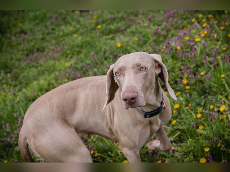 Weimaraner Hündin Melly