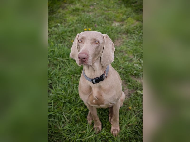 Weimaraner Hündin Melly