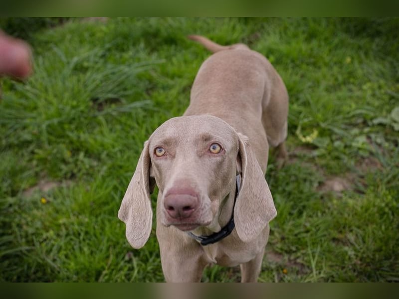 Weimaraner Hündin Melly