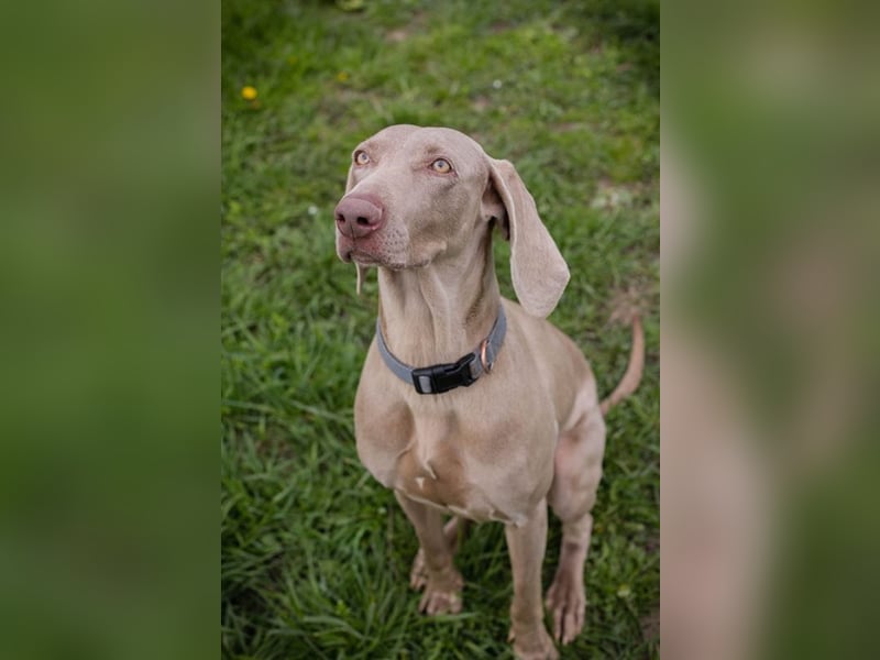 Weimaraner Hündin Melly