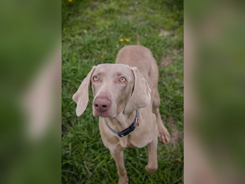 Weimaraner Hündin Melly