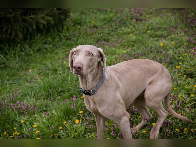Weimaraner Hündin Melly