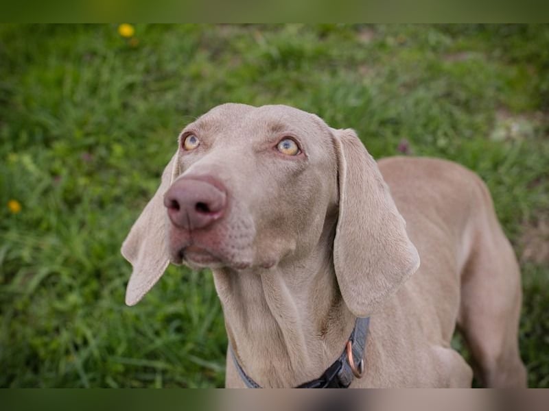 Weimaraner Hündin Melly