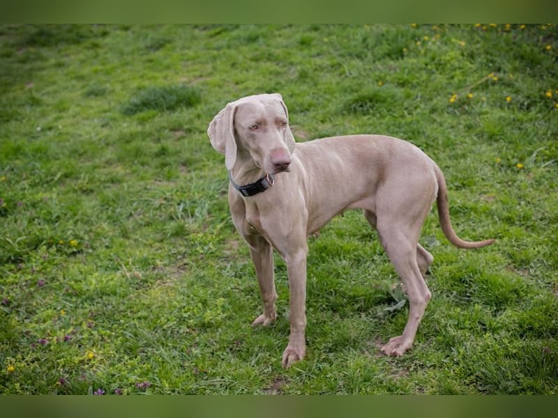 Weimaraner Hündin Melly