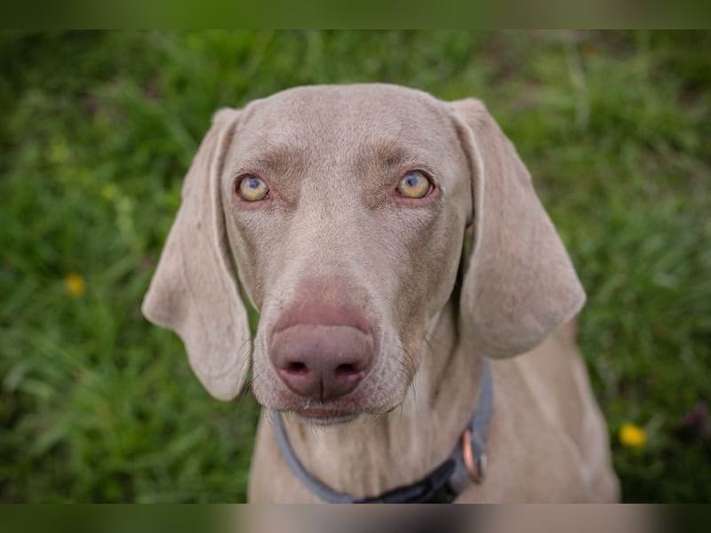 Weimaraner Hündin Melly