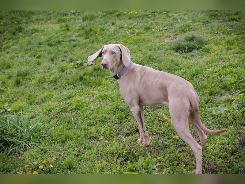 Weimaraner Hündin Melly