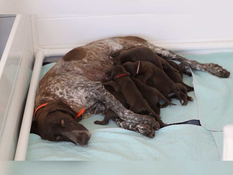 Vielseitige, wunderschöne (Deutsch Kurzhaar/ Weimaraner Welpe Hybrid)