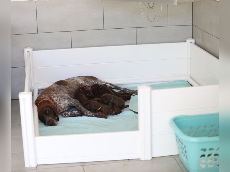 Vielseitige, wunderschöne (Deutsch Kurzhaar/ Weimaraner Welpe Hybrid)