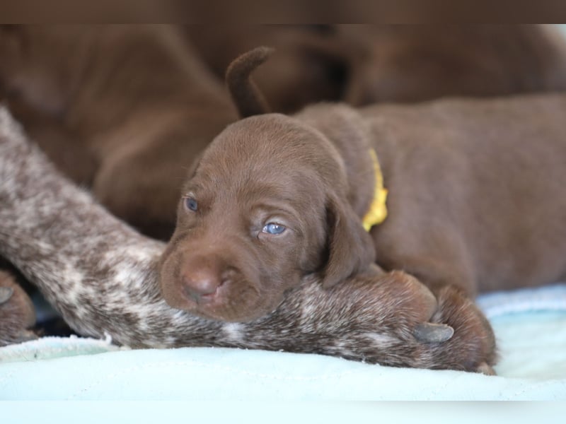 Vielseitige, wunderschöne (Deutsch Kurzhaar/ Weimaraner Welpe Hybrid)