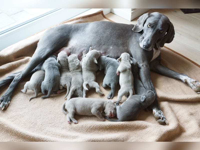 Weimaraner Welpen an liebevolle Hände abzugeben