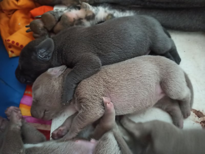 Weimaraner Welpen an liebevolle Hände abzugeben