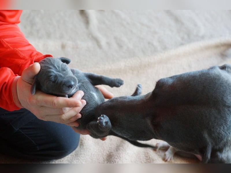 Weimaraner Welpen an liebevolle Hände abzugeben
