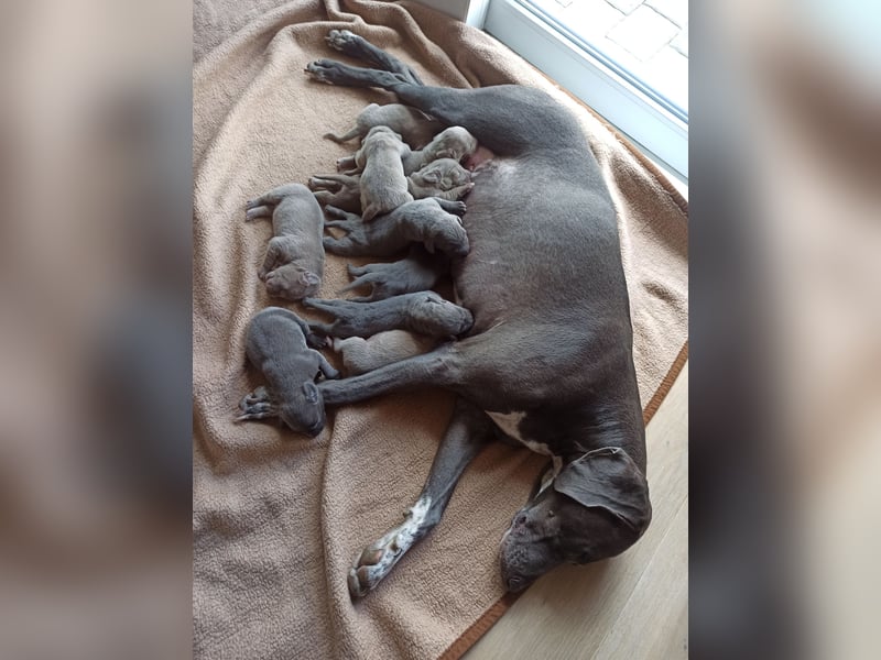Weimaraner Welpen an liebevolle Hände abzugeben
