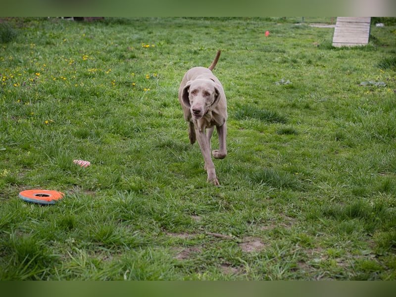 NELLY - ich möchte so gerne deine vierbeinige Begleiterin sein...