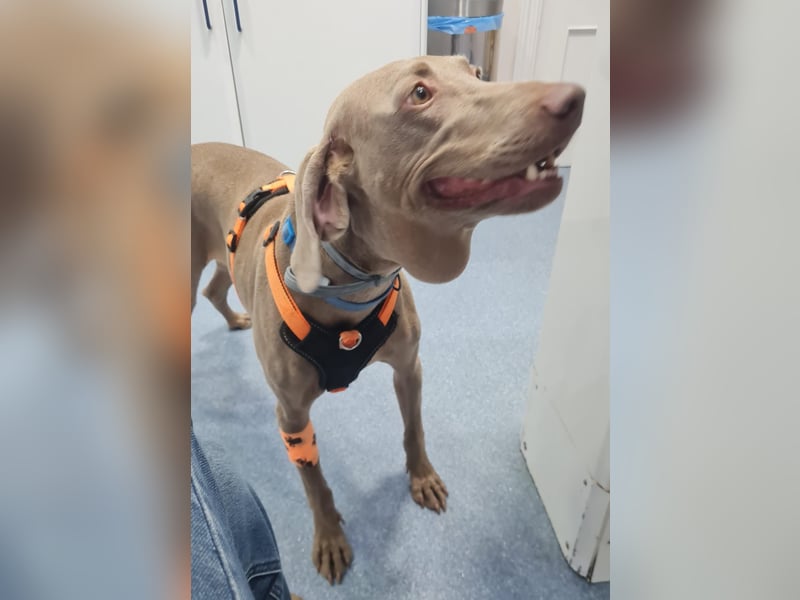 Vaiana – eine sanfte Weimaraner-Hündin