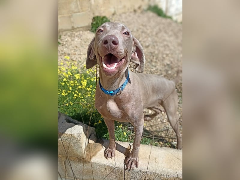 Vaiana – eine sanfte Weimaraner-Hündin