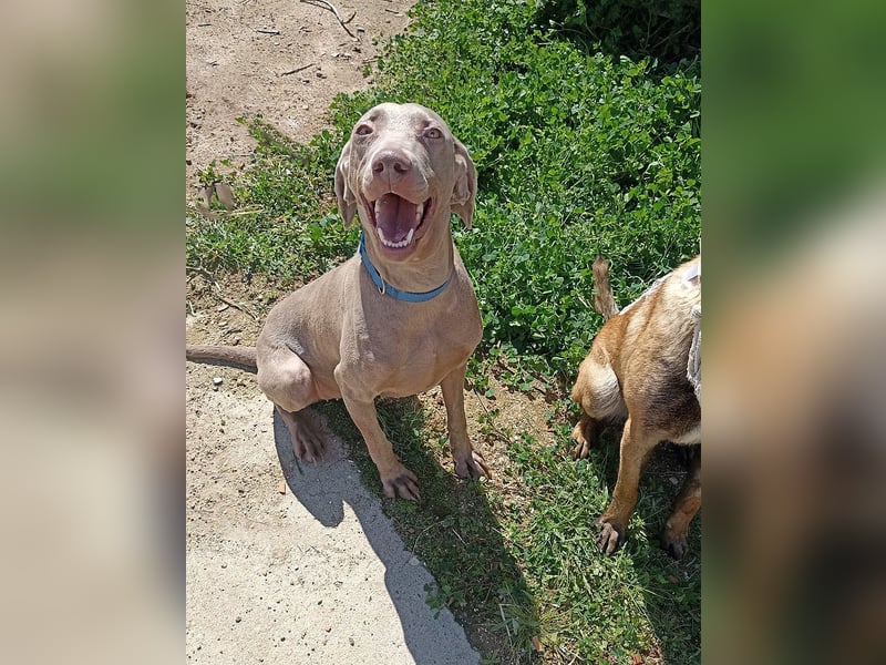 Vaiana – eine sanfte Weimaraner-Hündin