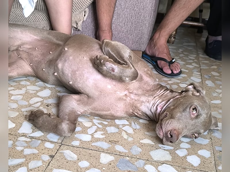Vaiana – eine sanfte Weimaraner-Hündin