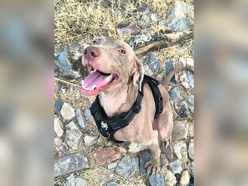 Vaiana – eine sanfte Weimaraner-Hündin