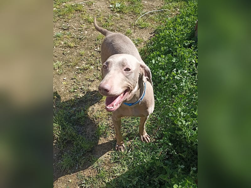 Vaiana – eine sanfte Weimaraner-Hündin