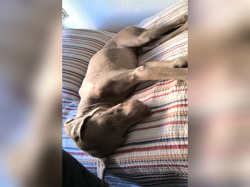 Vaiana – eine sanfte Weimaraner-Hündin