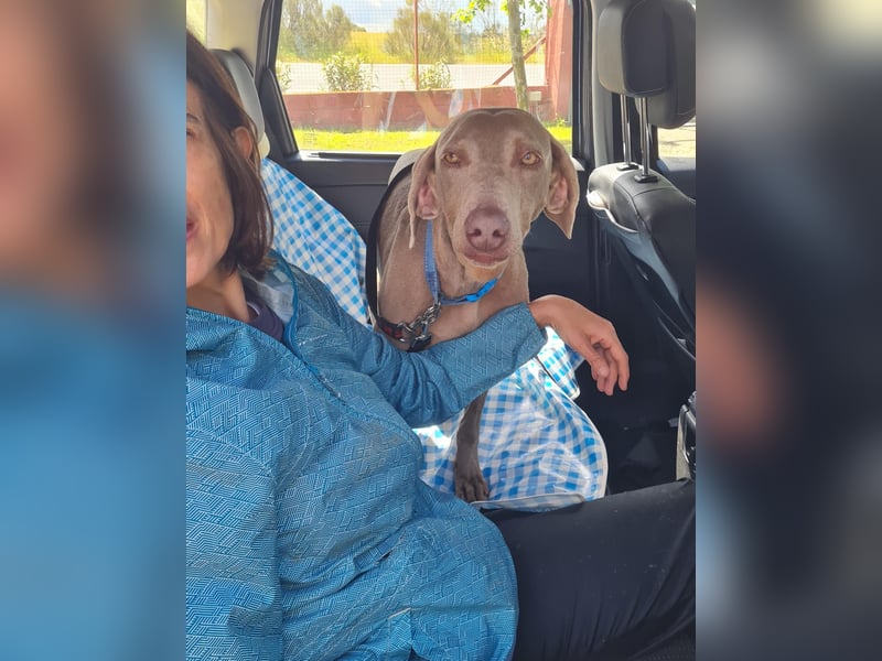 Vaiana – eine sanfte Weimaraner-Hündin