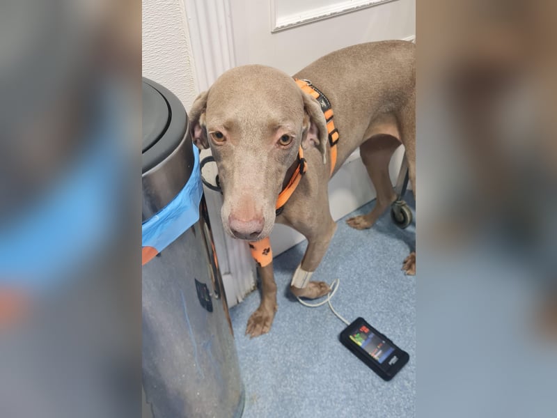 Vaiana – eine sanfte Weimaraner-Hündin